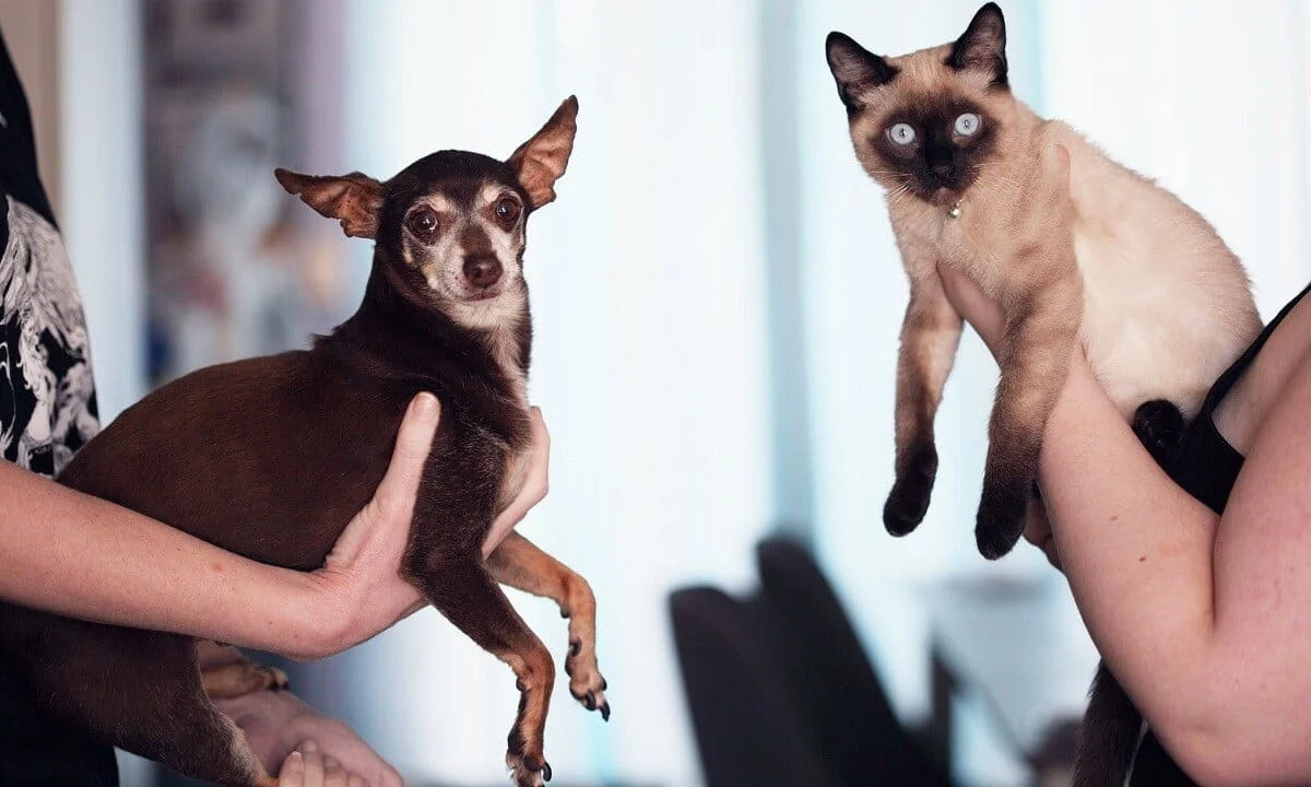 Custody Of The Pets